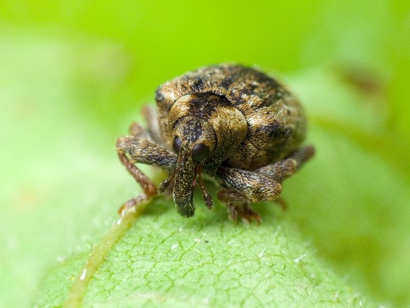 Stereonychus fraxini (De Geer, 1775)